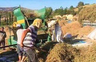 Dünyanın tescilli kekik bahçesi Denizli’de hasat...