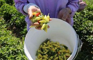 Efeler Belediyesi’nden ilk biber hasadı