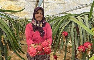 Ejder meyvesinde hasat başladı