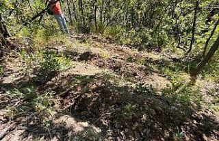 Elazığ’da 513 kök kenevir bitkisi ele geçirildi