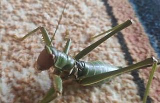 Elazığ’da dev çağaboğan çekirgesi görüldü