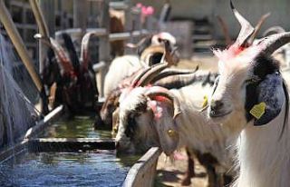 Elazığ’da kurbanlıklar pazara indi