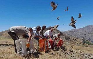 Elazığ’da yüzlerce keklik doğayla buluştu