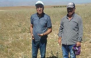 Elbistan’da ilk kez ekildi: Susuz yetişiyor, kilosu...