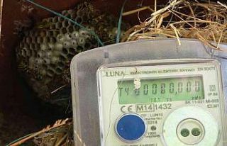 Elektrik arıza ekiplerinin başı arılarla dertte