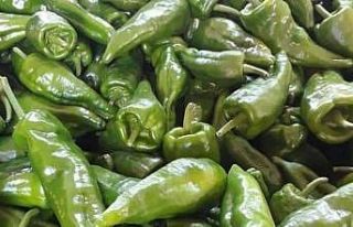 Emcelli biberinin dikimi giderek azalıyor