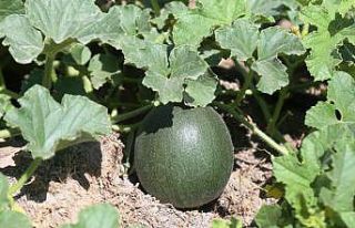 Ereğli’de organik tarım hasada hazırlanıyor