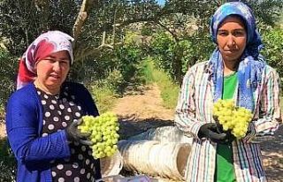 Erkenci üzüm üreticisinin yüzünü güldürdü