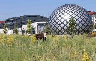 Erzurum’da kaçan kurbanlık ortalığı birbirine...