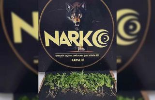 Evinde Hint keneviri yetiştiren şahıs gözaltına...