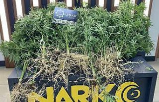 Evinde yüklü miktar uyuşturucu çıkan şüpheli...