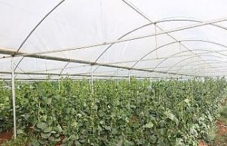 Eyyübiye Sera Kent’te hasat başladı