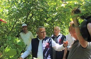 Fındıkta rekolte çalışmaları başladı