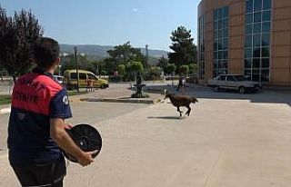 Firar eden kurbanlık koç hastane bahçesini birbirine...