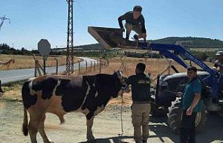 Gaziantep’te sahibinin elinden kaçan kurbanlık...