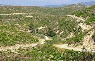 Geçen yıl yanan ormanlık alan küllerinden yeniden...