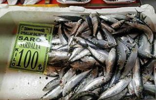 Geçtiğimiz hafta 150 liraya kadar ulaşan sardalyanın...