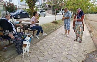 Genç kız köpeğin saldırısına uğradı
