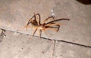 Gölbaşı’nda sarıkız örümceği korkusu