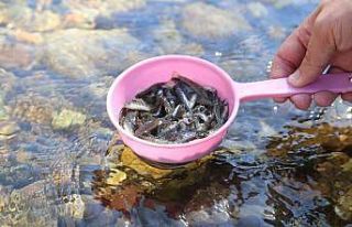 Gümüşhane’de 5 bin yavru alabalık derelere bırakıldı