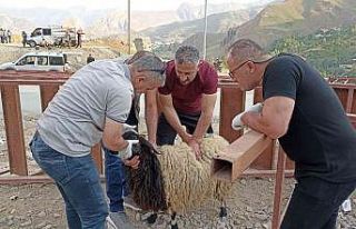 Hakkari’de kurbanlık satışları sürüyor