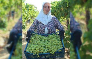 Hasadı başlayan üzümde ihracat tırları yarın...