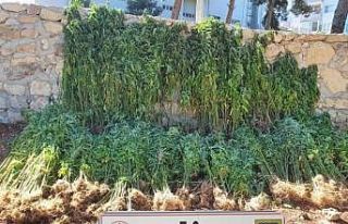 Hatay’da 15 bin 750 kök kenevir bitkisi ele geçirildi