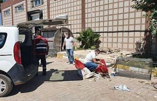 Hatay’da öldürülen yavru köpekler için suç...