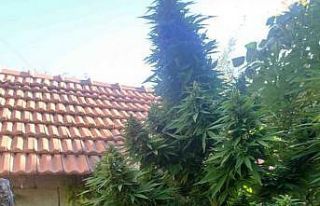 Hatay’da uyuşturucu operasyonu