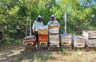 Havalar geç ısınınca arıların oğul dönemi...