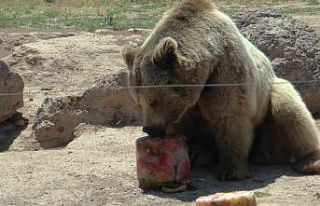 Hayvanların sıcak havada ‘buz kokteyli’ keyfi