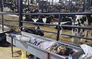 Hırsızlığa karşı nöbetleşe uyuyorlar