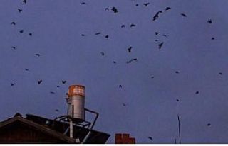 Hisarcık’ta kargaların gökyüzündeki dansı...