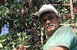 Hisarcık’ta vişnenin kilo fiyatı 5 TL