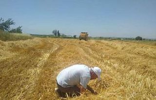 Hububat hasadının başlamasıyla biçerdöverler...