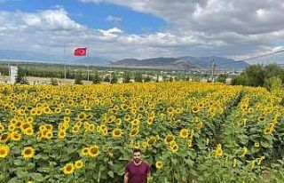 Hüyük’te ayçiçeği ekili alanlarda çayır tırtılı...