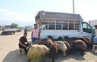 Iğdır’da hayvan pazarında Kurban Bayramı yoğunluğu