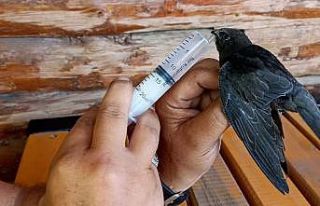 Iğdır’da sıcak havadan etkilenen ebabil kuşu...