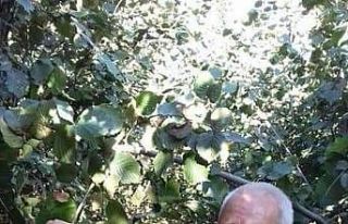 Ihlamur ağacından düştü, hastanede hayatını...