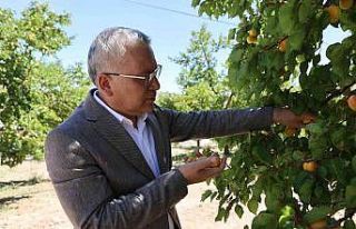 İhraçlık kayısı hasadı başladı