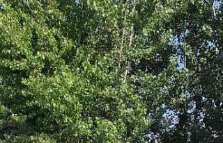 İki otomobil kafa kafaya çarpıştı: 1 yaralı