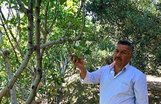 İlekleme incirde lezzeti ve kaliteyi yükseltiyor