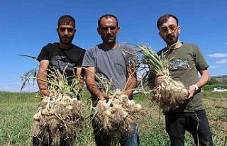 İlk kez ekimini yaptığı sarımsağı hasat etti