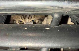 İnatçı kedi, vatandaşları seferber etti