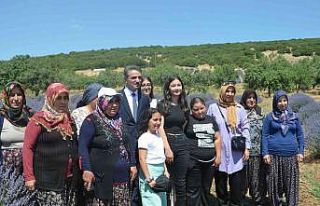 Isparta lavanta festivaline hazırlanıyor