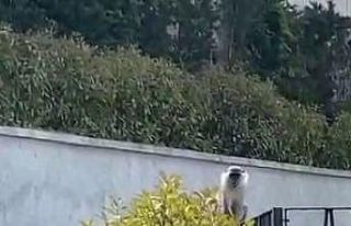 İstanbul’da maymun şaşkınlığı: Görenler...