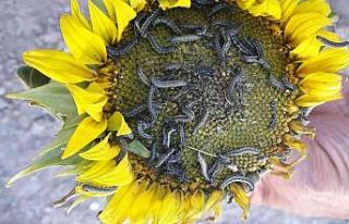 İstenmeyen misafir “çayır tırtılı” ile mücadele...