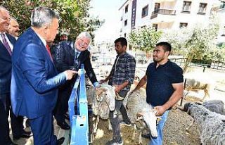 İzmir Büyükşehir Belediyesinin küçükbaş üreticisine...