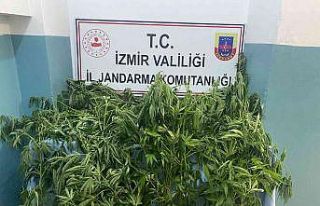 İzmir’de jandarmadan 8 ilçede uyuşturucu operasyonu