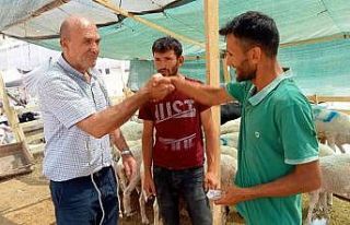 İzmir’de kurbanlık fiyatları bayram günü düştü